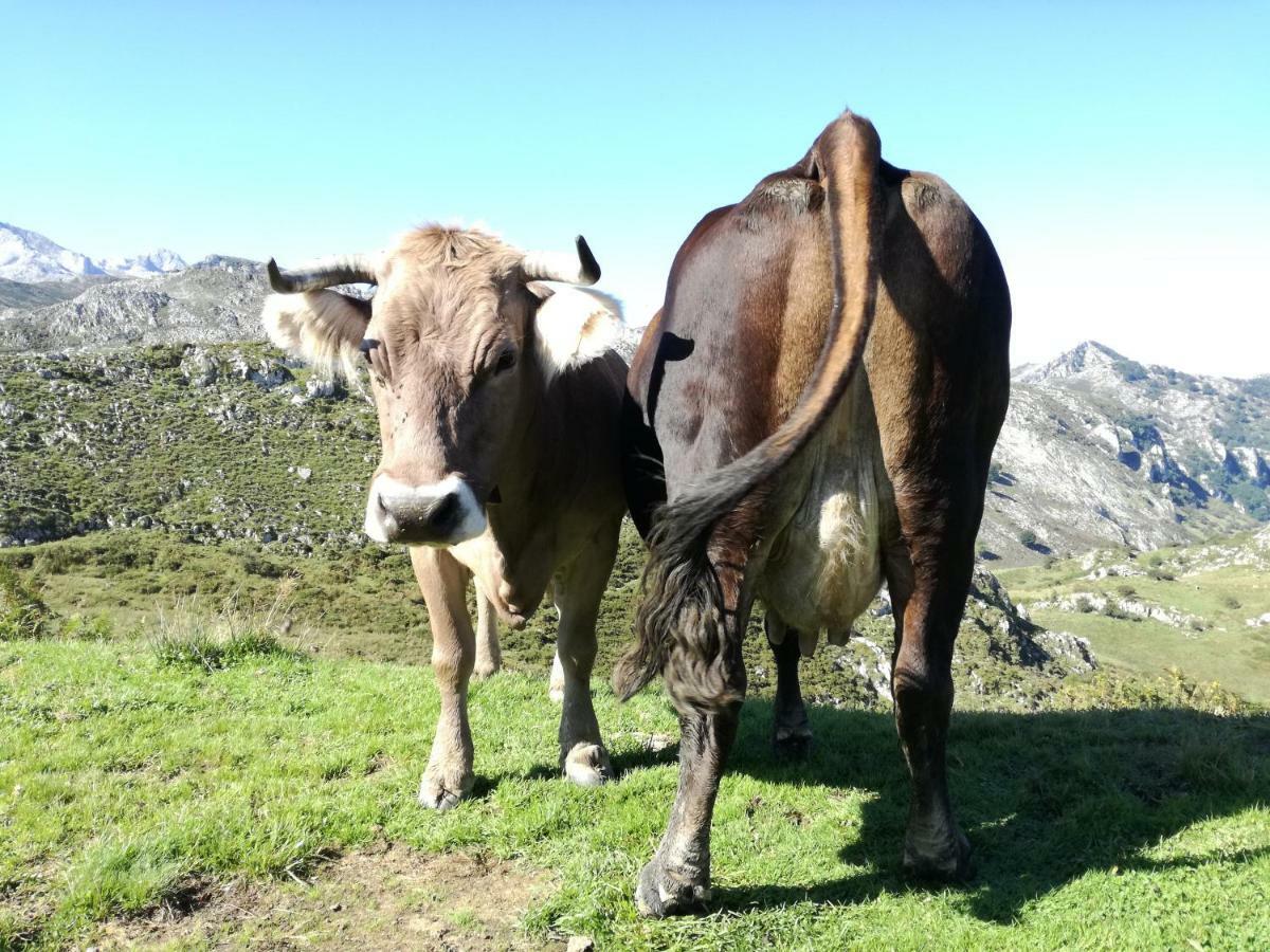El Balcon Del Sella Lägenhet Onís Exteriör bild